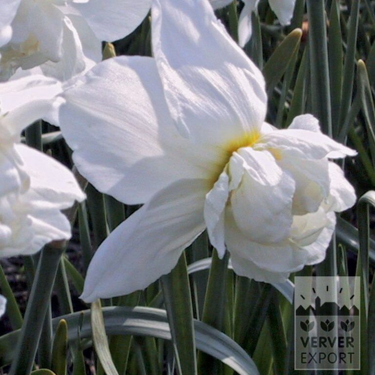 Narcissen 'Snowball' (15508)