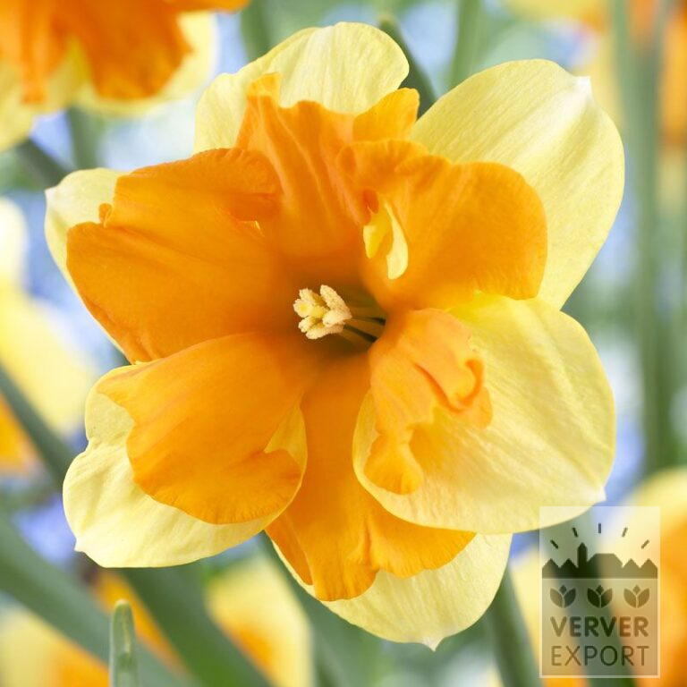 Narcissen 'Centanees' (15510)