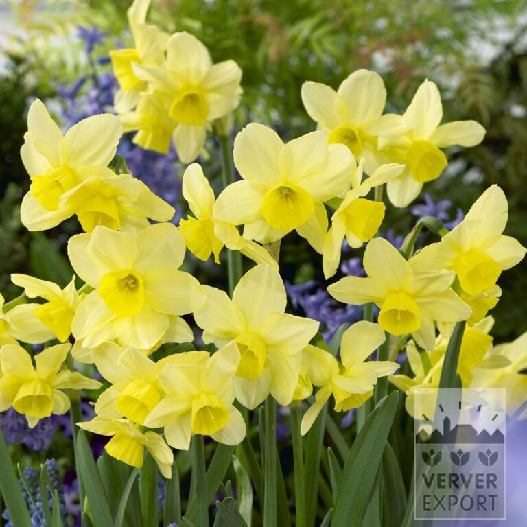 Narcissen 'Stint' (15516)