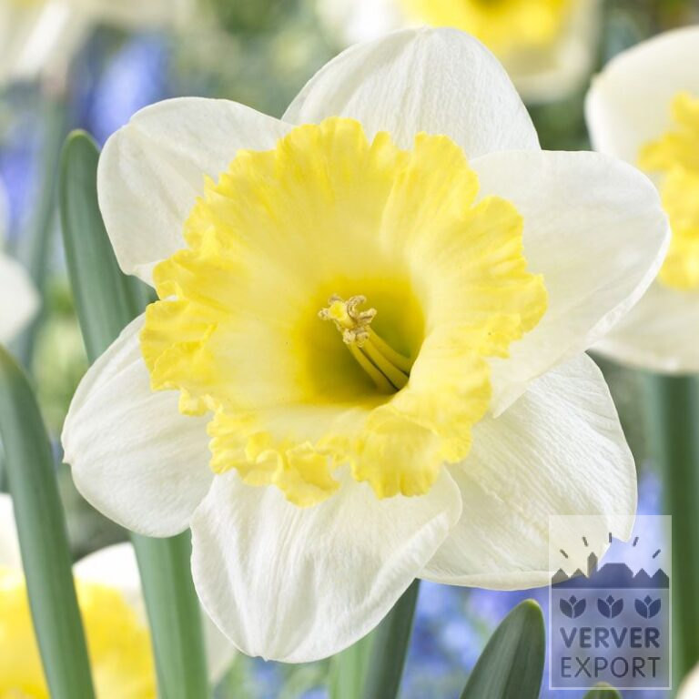 Narcissen 'Bright Sun' (15520)