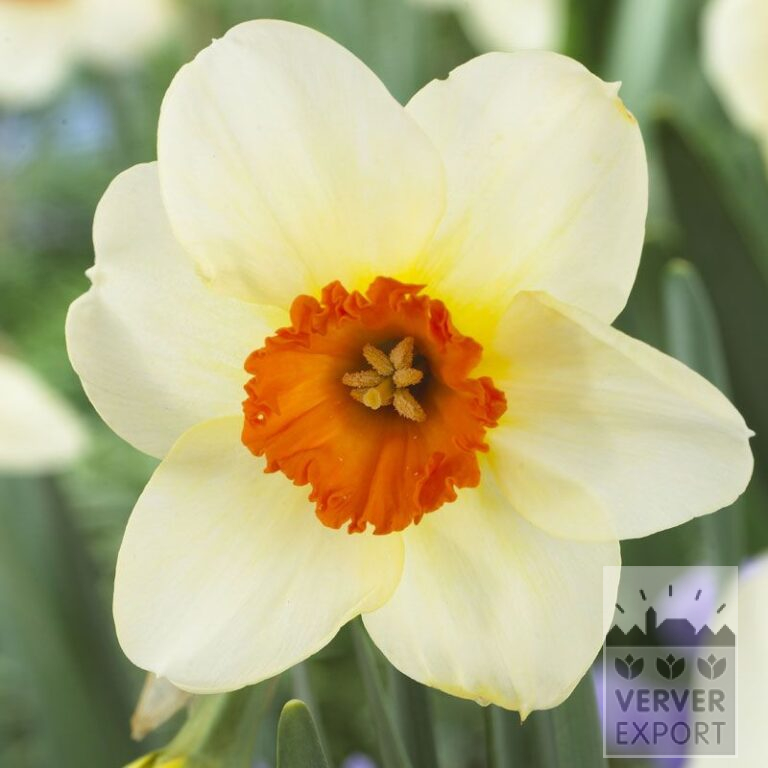 Narcissen 'Barrett Browning' (15521)