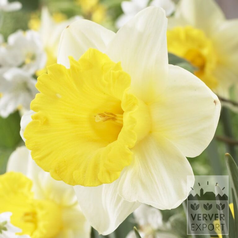 Narcissen 'Goblet' (15526)