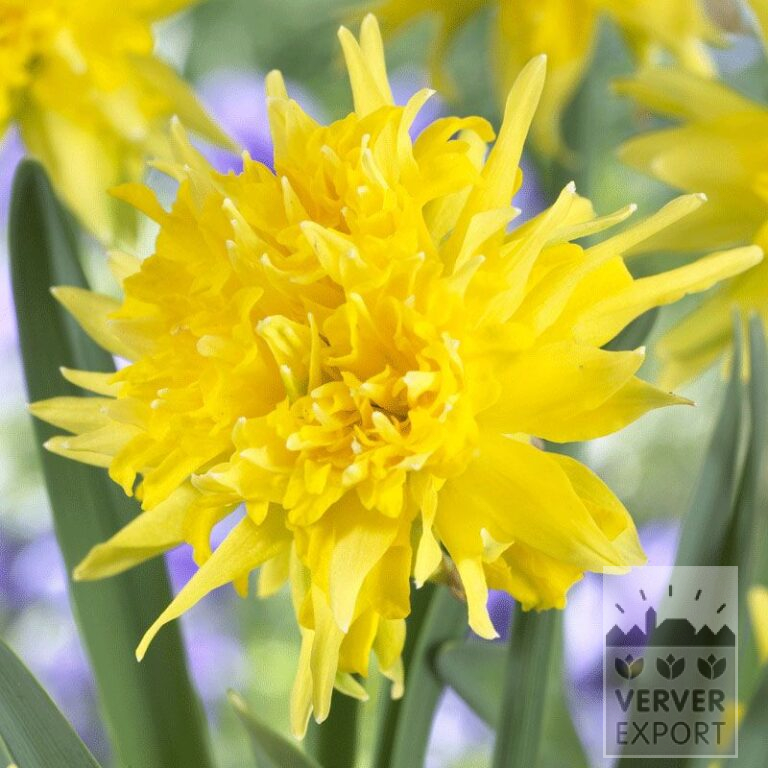 Narcissen 'Rip van Winkle' (15527)