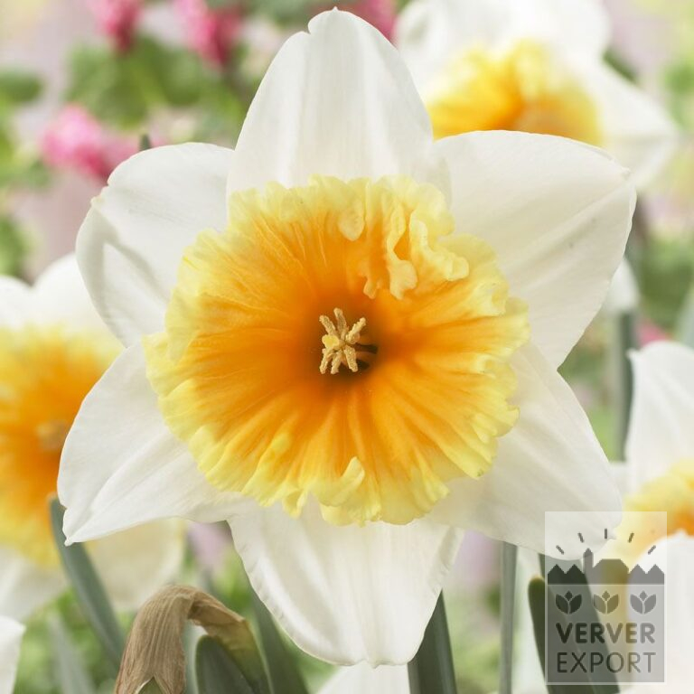 Narcissen 'Slim Whitman' (15529)