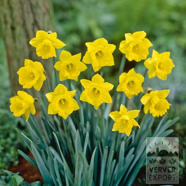 Narcissen pseudonarcissus subsp. obvallaris (15530)