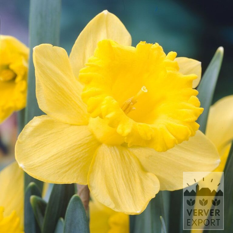Narcissen 'Standard Value' (15532)