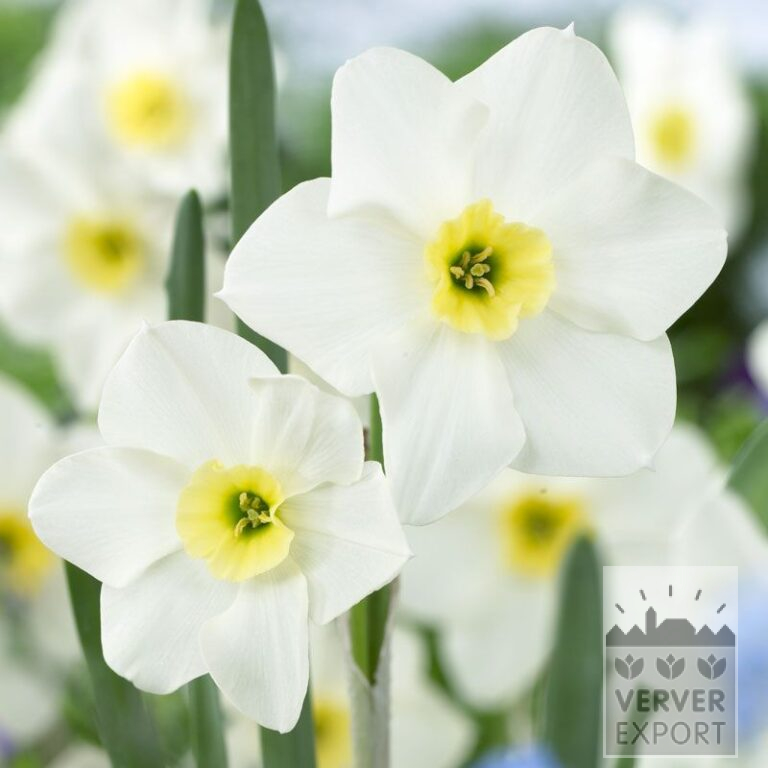 Narcissen 'Lieke' (15534)