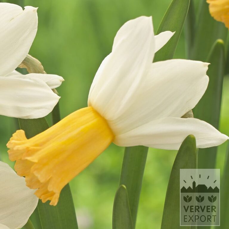 Narcissen 'Winter Waltz' (15537)