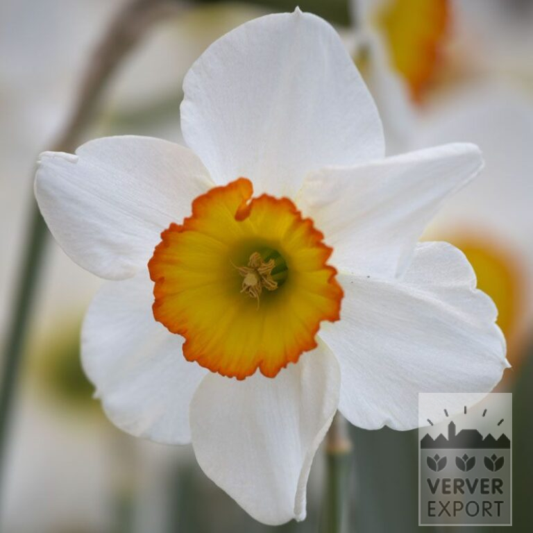 Narcissen 'Garden Club of America' (15543)