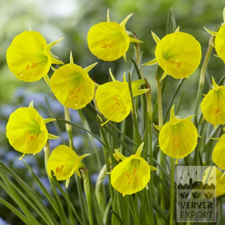 Narcissen bulbocodium 'Oxford Gold' (15544)