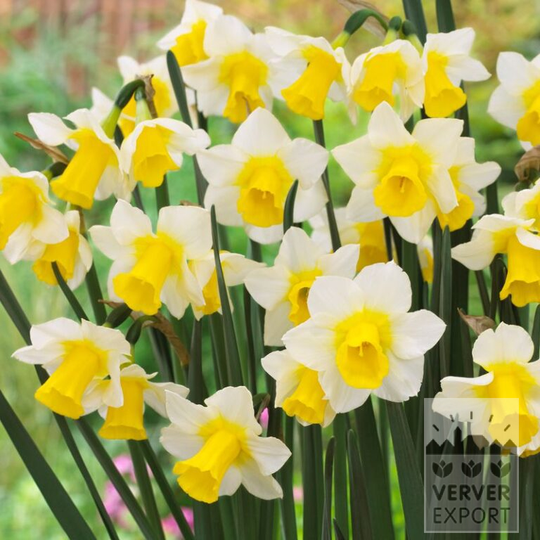 Narcissen 'Golden Echo' (15547)