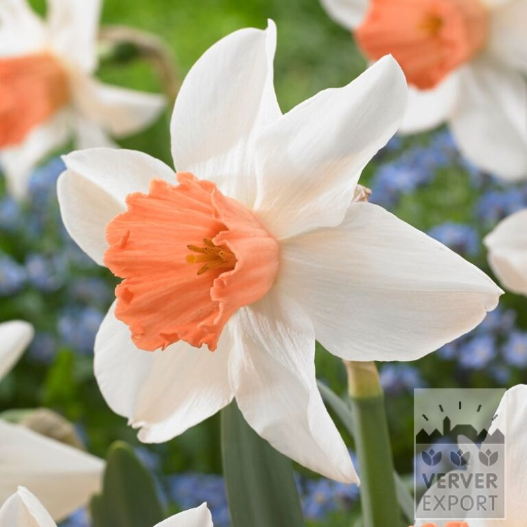 Narcissen 'Accent' (15548)