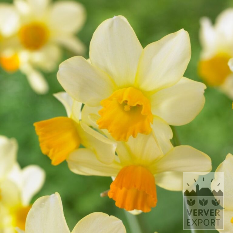 Narcissen 'Eaton Song' (15549)