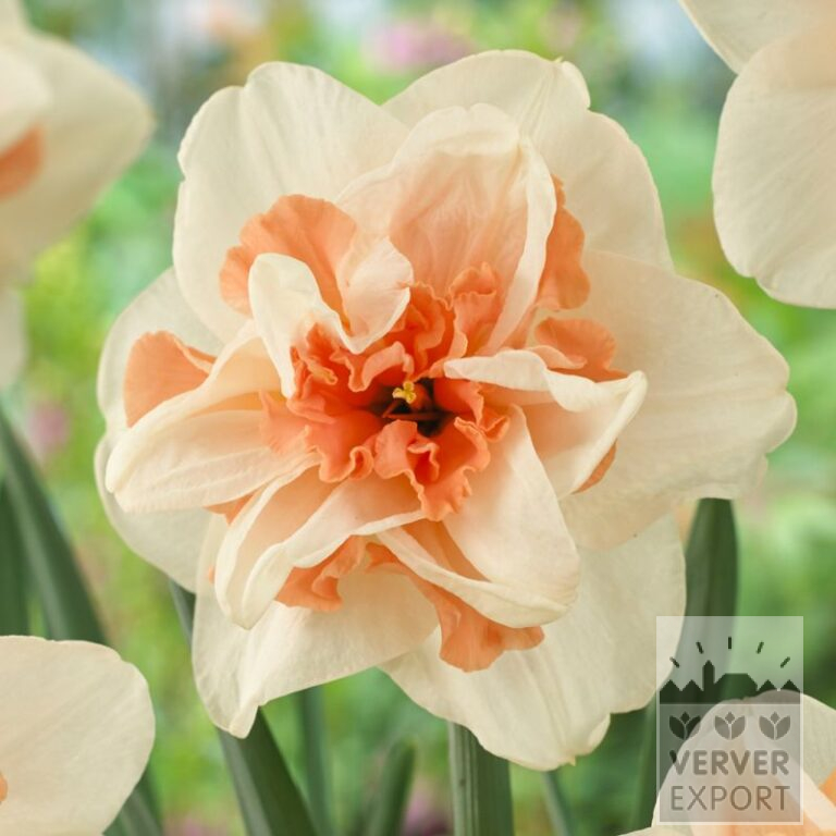 Narcissen 'Delnashaugh' (15550)
