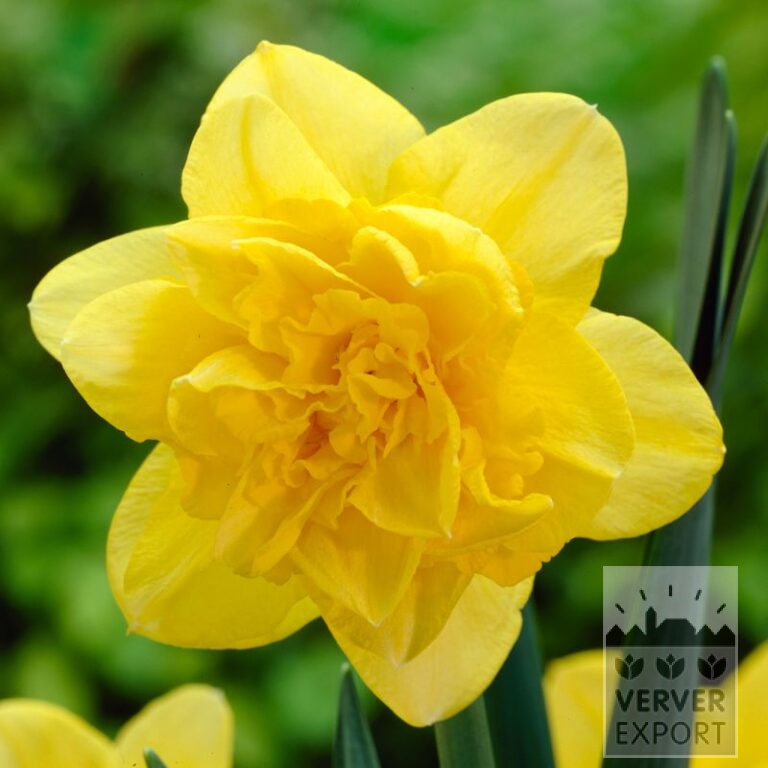 Narcissen 'Dick Wilden' (15551)