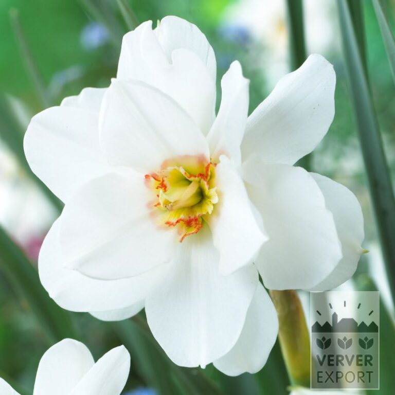 Narcissen 'Double White Actaea' (15552)