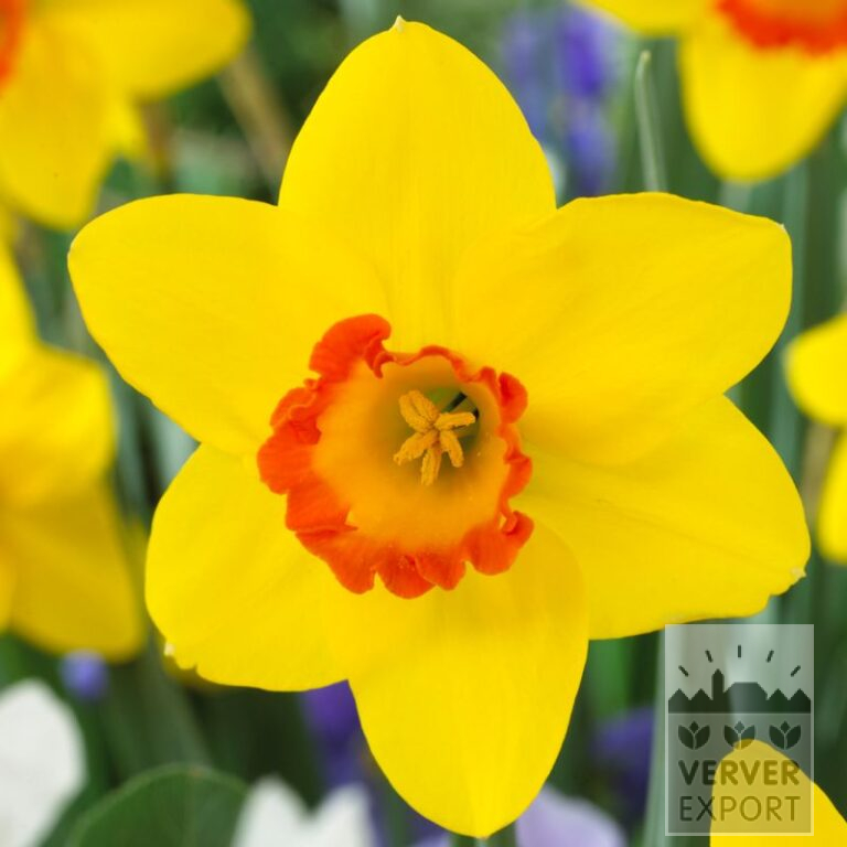 Narcissen 'Pinza' (15555)