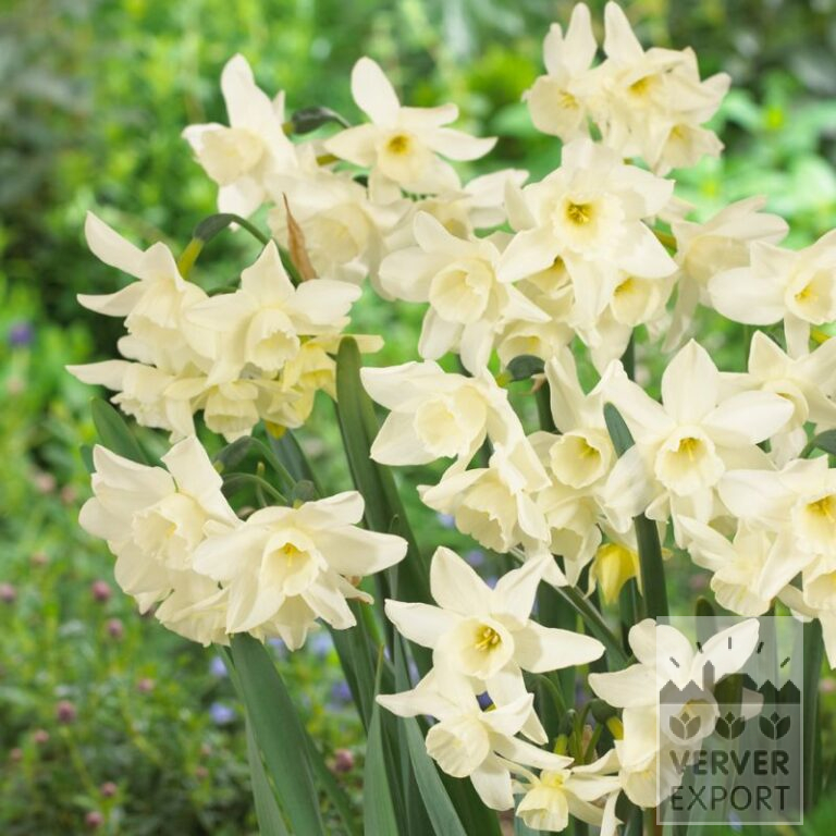 Narcissen 'Starlight Sensation' (15558)