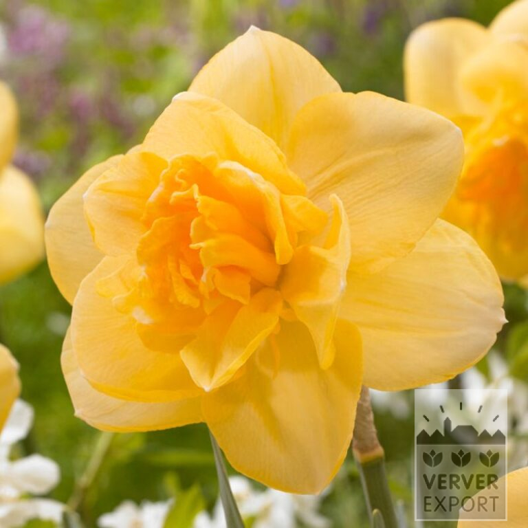 Narcissen 'Orange Juice' (15560)