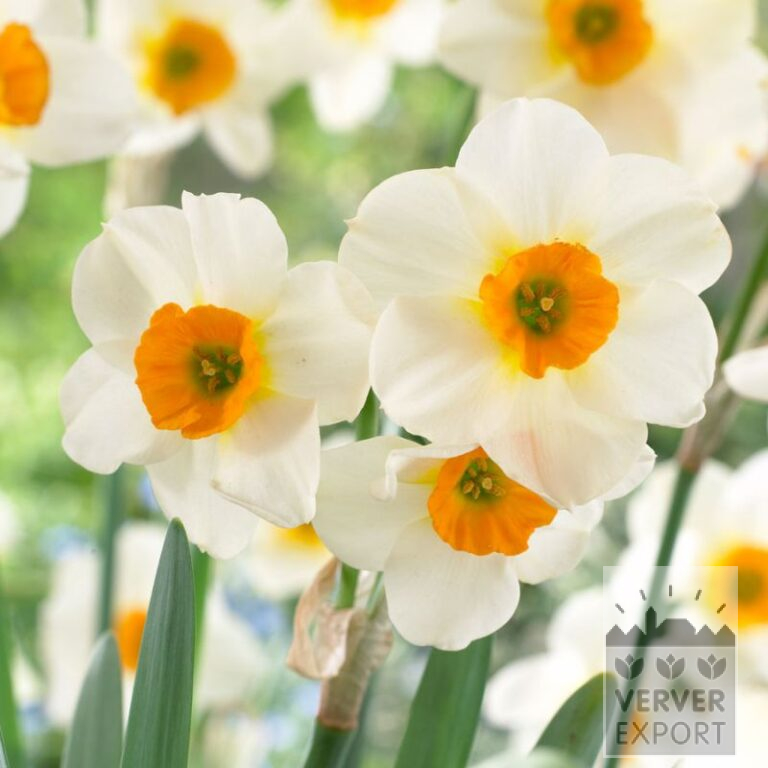 Narcissen 'Beautiful Eyes' (15704)