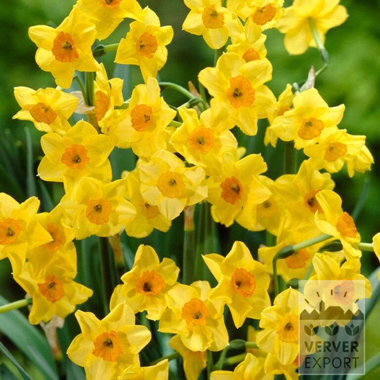 Narcissen 'Golden Dawn' (15705)