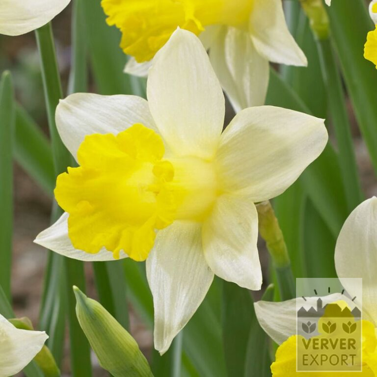 Narcissen 'Topolino' (15707)