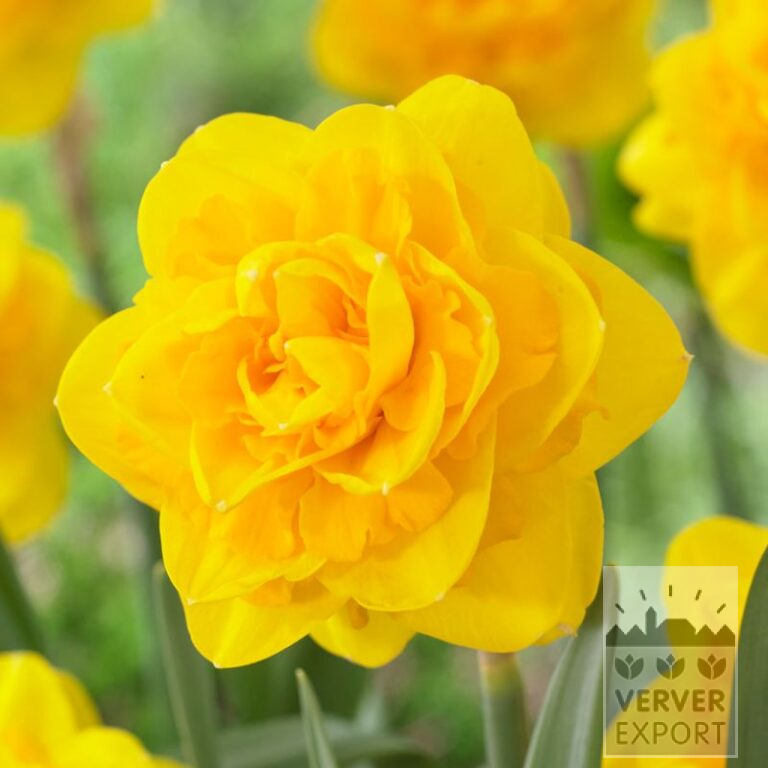 Narcissen 'Heamoor' (15709)