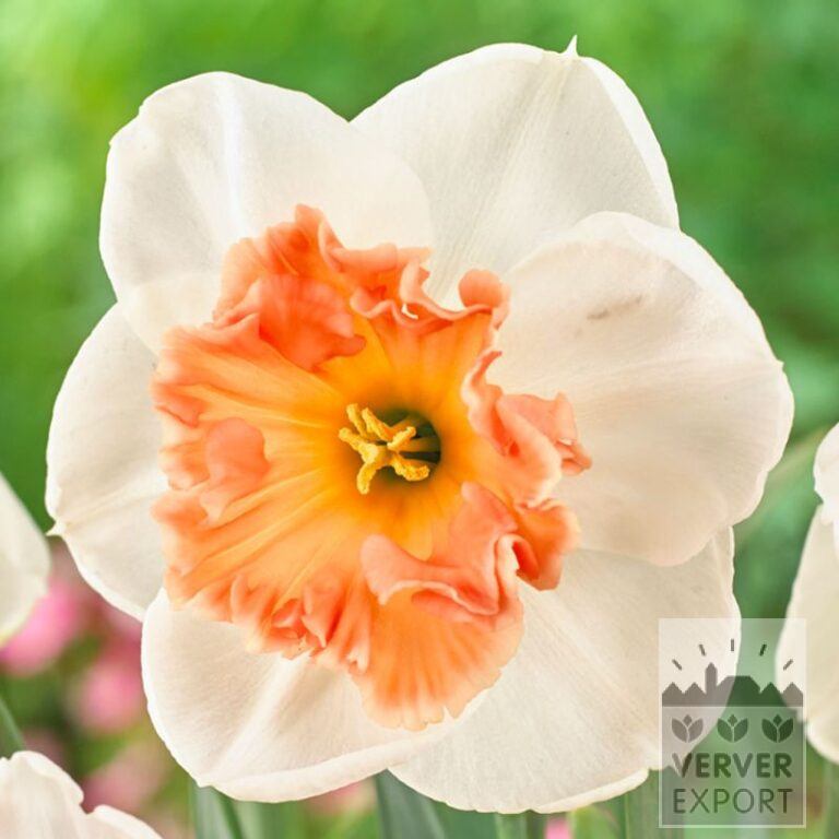 Narcissen 'Precocious' (15711)