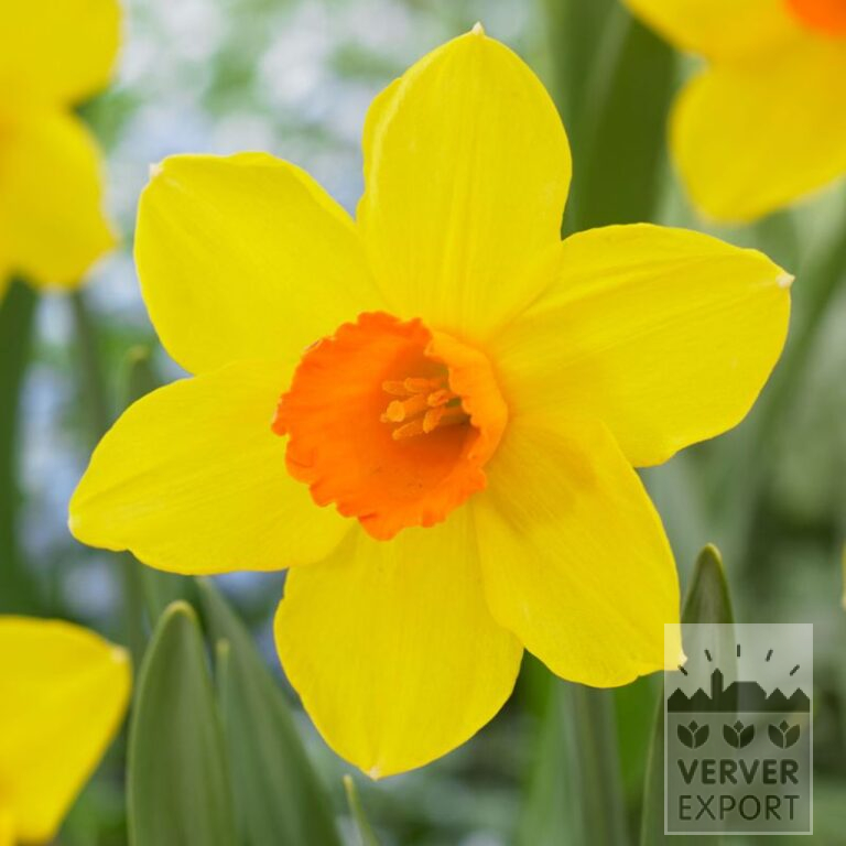 Narcissen 'Brackenhurst' (15712)