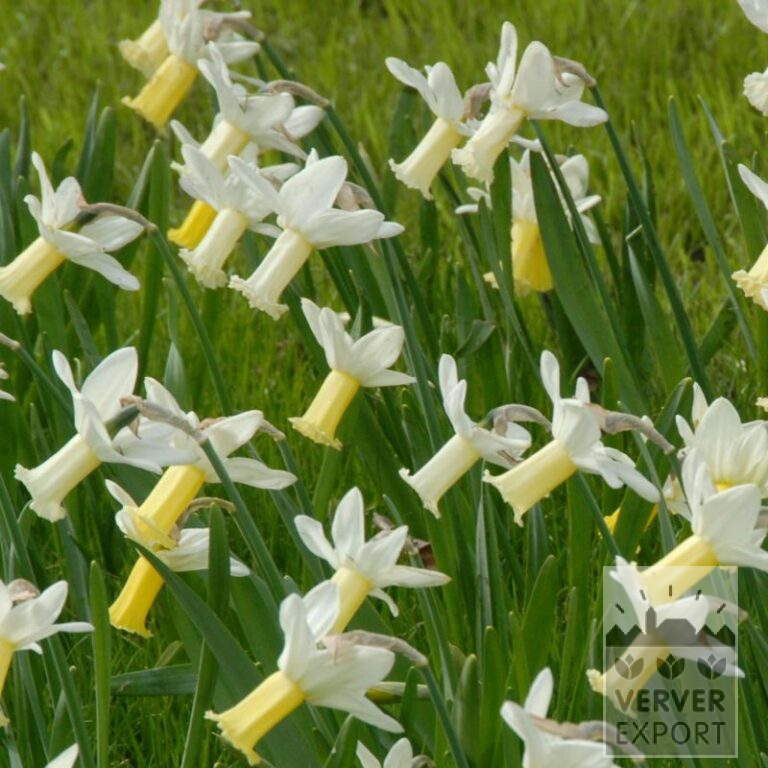 Narcissen cyclamineus 'Tracey' (15717)