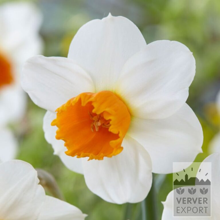 Narcissen 'Orange Comet' (15718)
