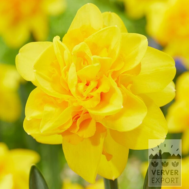 Narcissen 'Hart van Alkmaar' (15720)