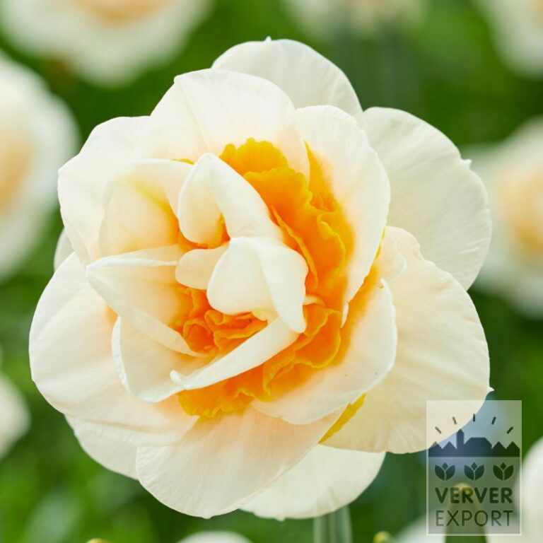 Narcissen 'Double Dee' (15721)
