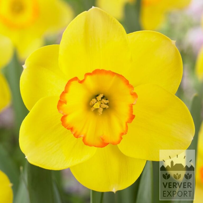 Narcissen 'Pacific Rim' (15724)