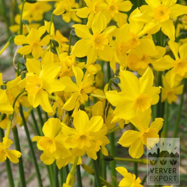 Narcissen cordubensis (15729) - Afbeelding 2