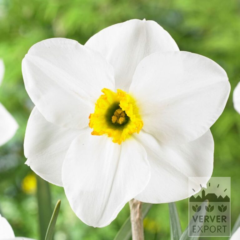 Narcissen 'Lancaster' (15732)