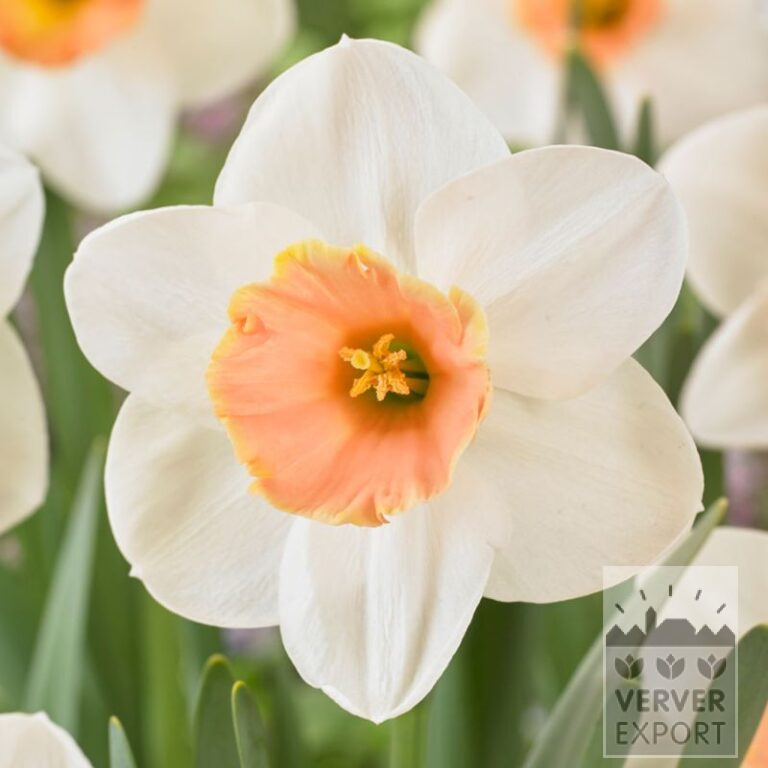 Narcissen 'Romance' (15733)