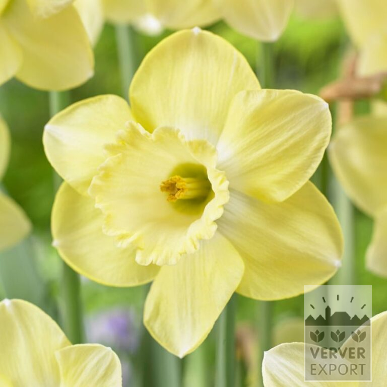 Narcissen 'Cairngorm' (15735)