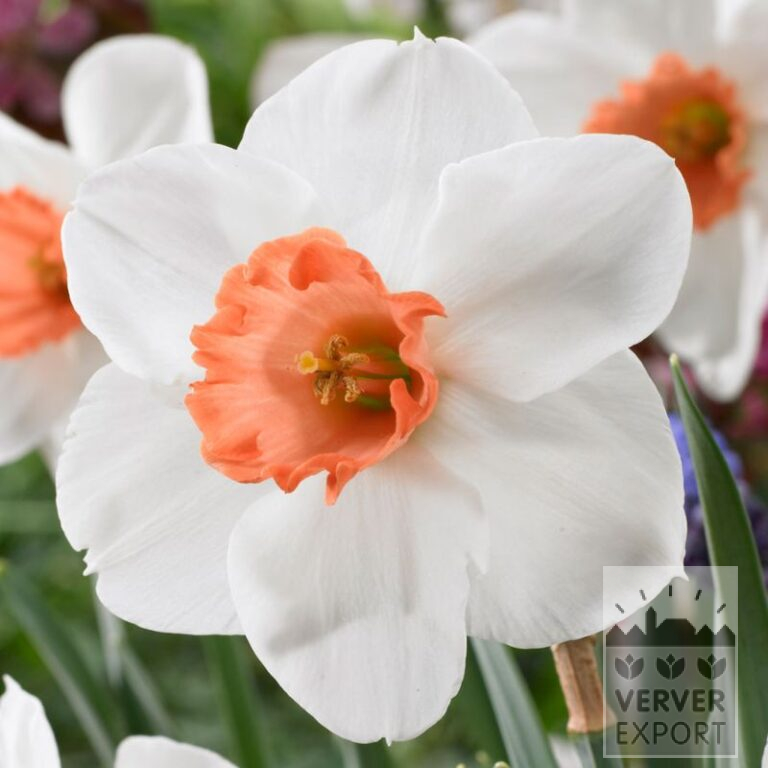 Narcissen 'Early Cool Flame' (15736)