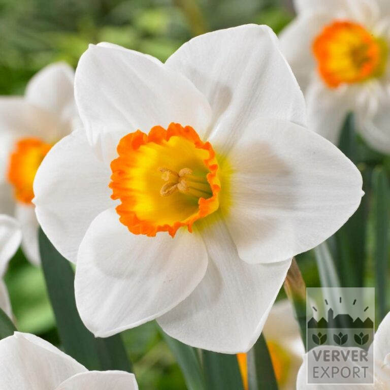 Narcissen 'Clockface' (15737)