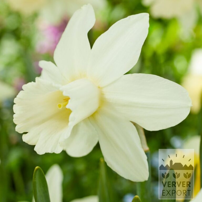 Narcissen 'Lady Madonna' (15739)
