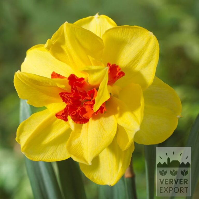 Narcissen 'Ascot' (15740)