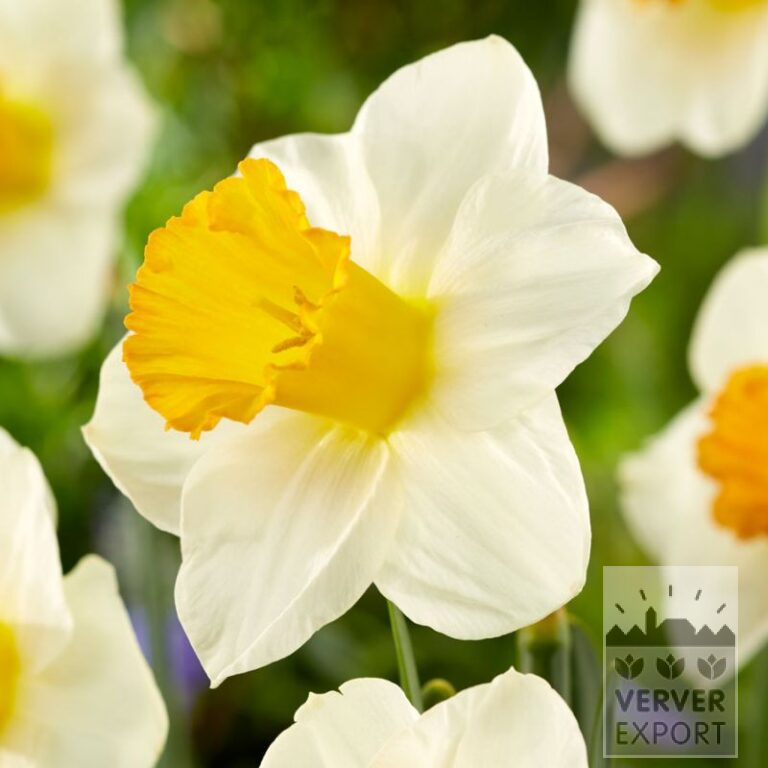 Narcissen 'Orange Sunset' (15741)