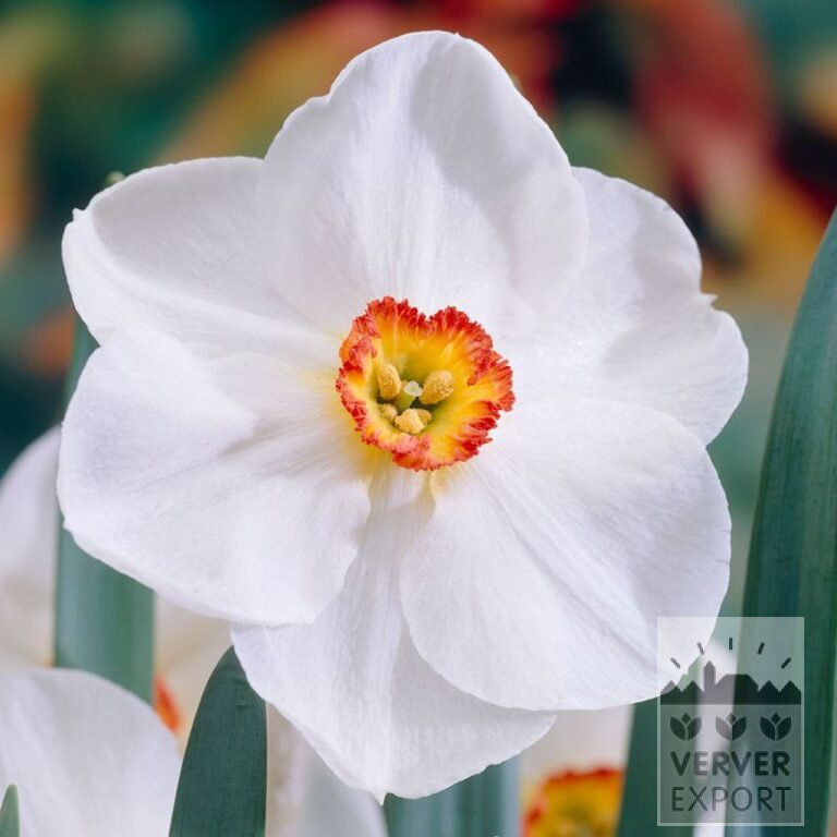 Narcissen 'Edna Earl' (15742)