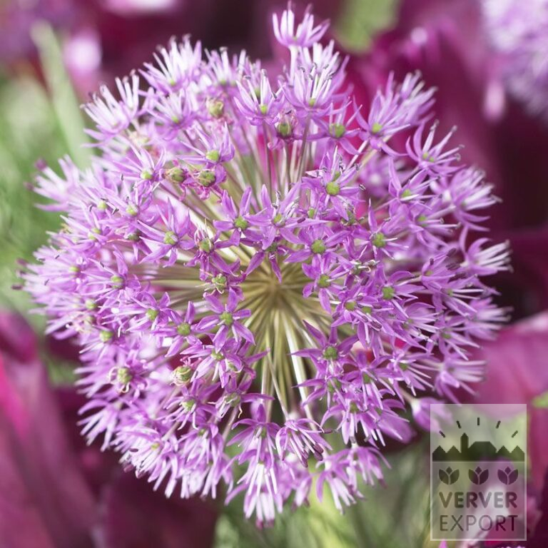 Allium aflatunense (16001)