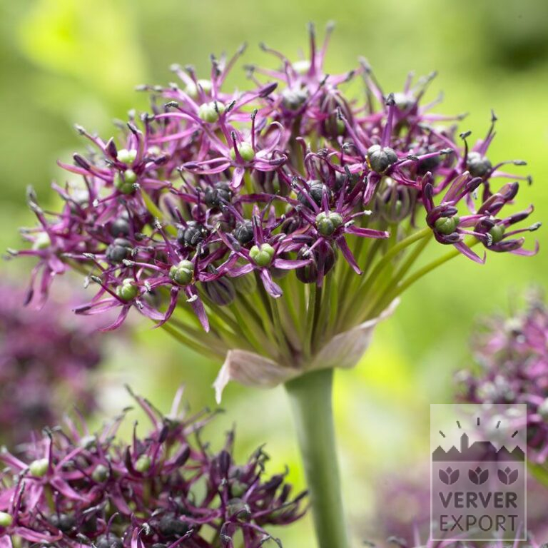 Allium atropurpureum (16002)