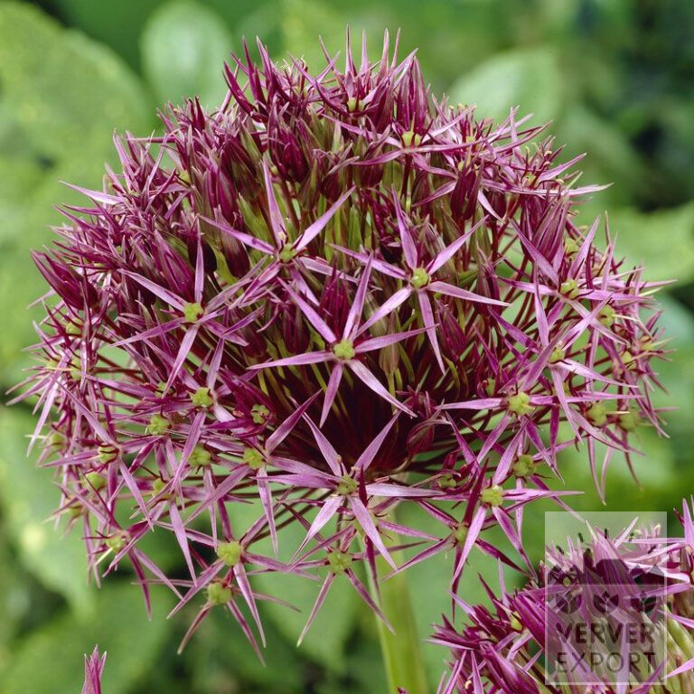Allium cristophii (16003)