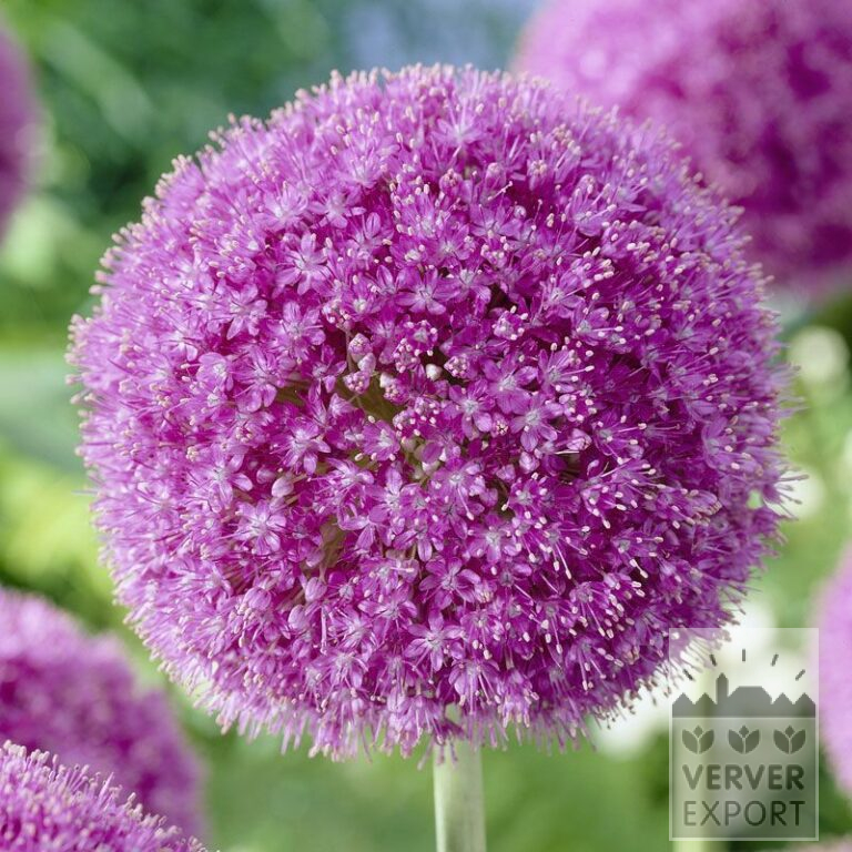 Allium giganteum (16006)
