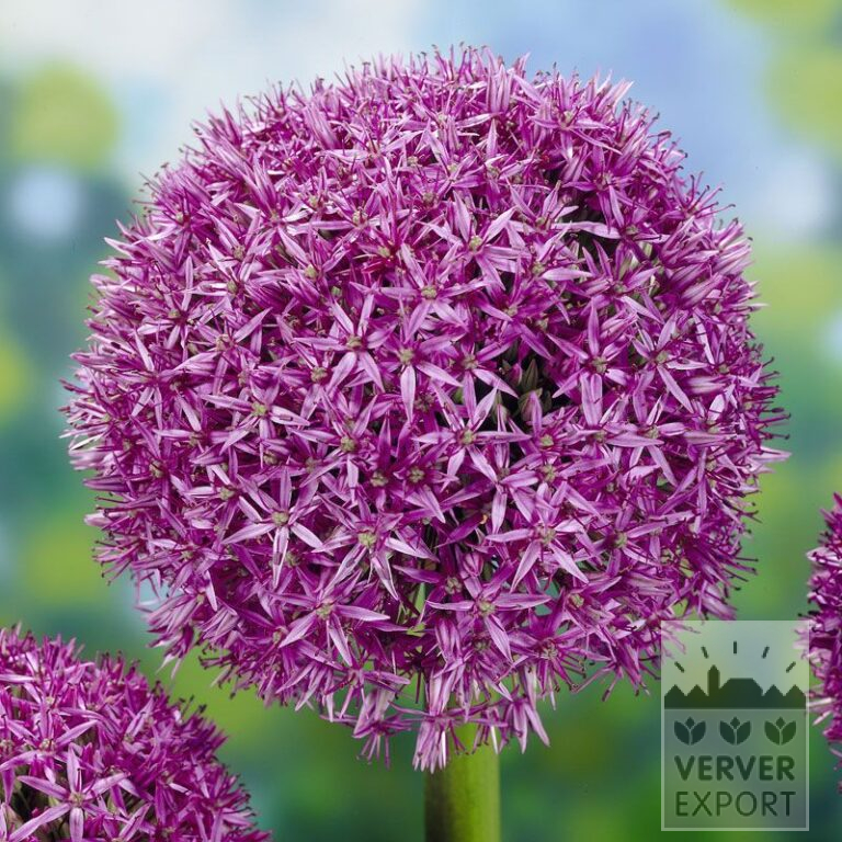 Allium 'Globemaster' (16007)