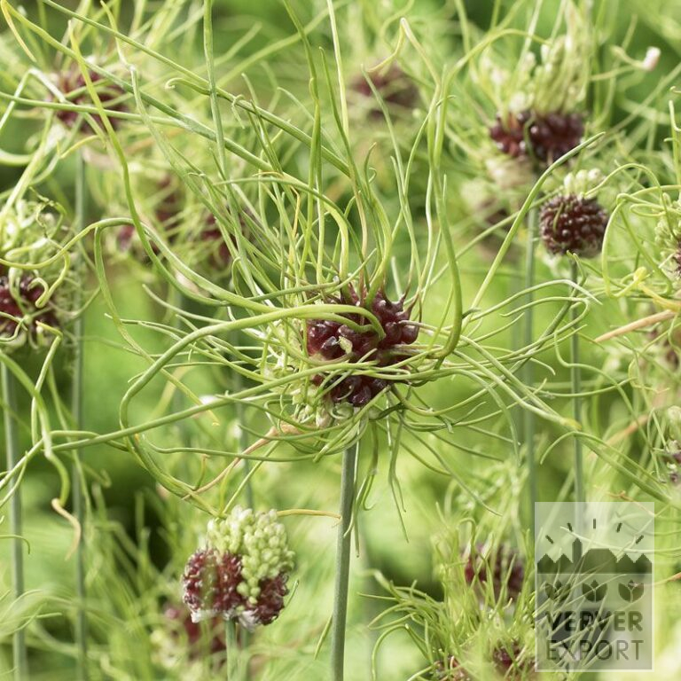 Allium 'Hair' (16008)